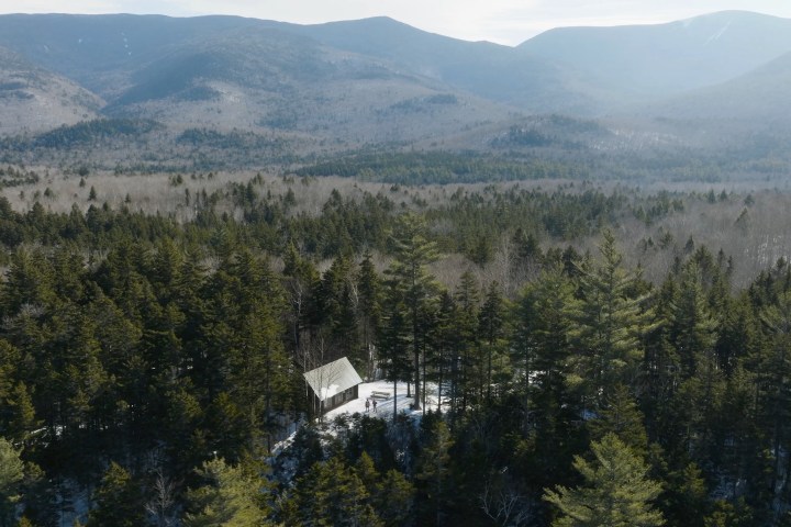 a tree with a mountain in the background