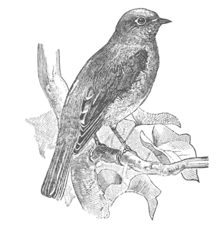 a close up of a bird